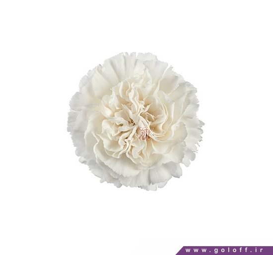 گل میخک کامار - Carnation | گل آف